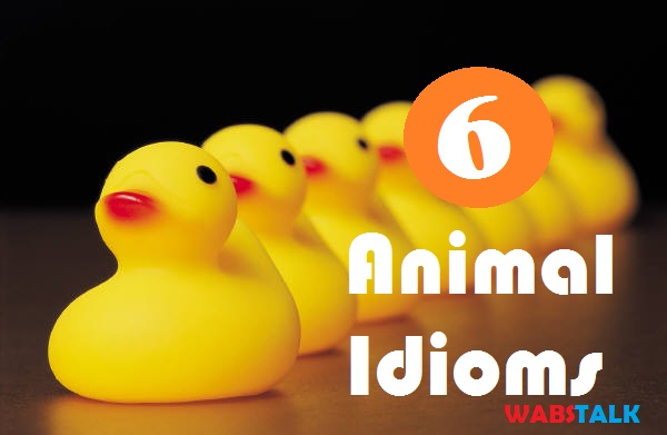 6 Interesting Animal Idioms Their Meanings & Examples